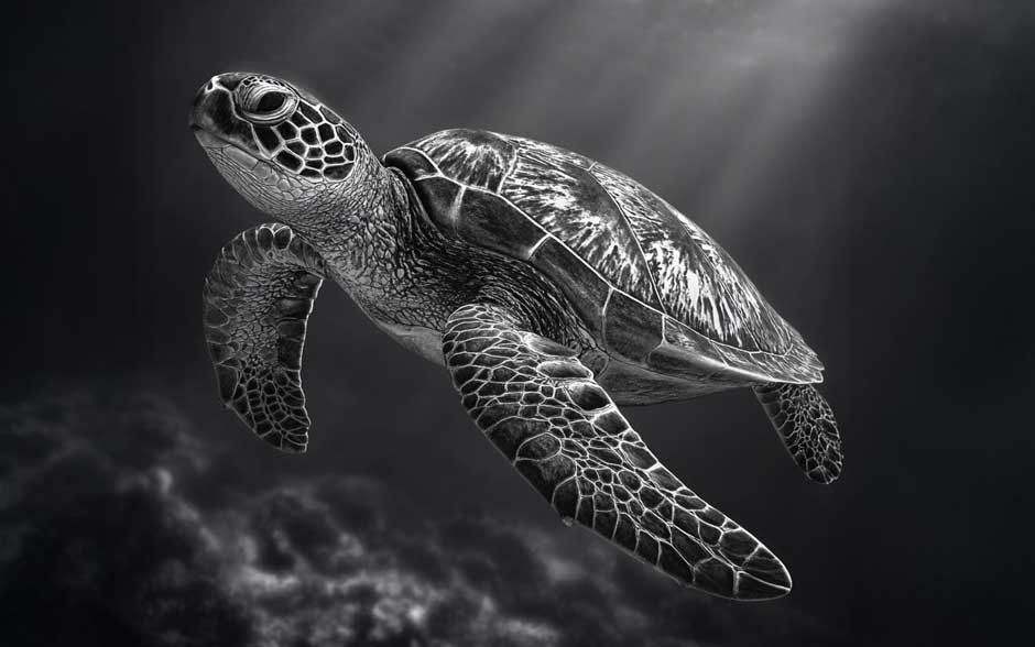 Sea turtle Hawaii conservation