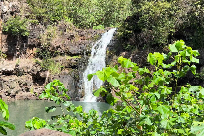 Waimea waterfall swim