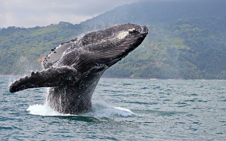 Humpback whale watching Hawaii